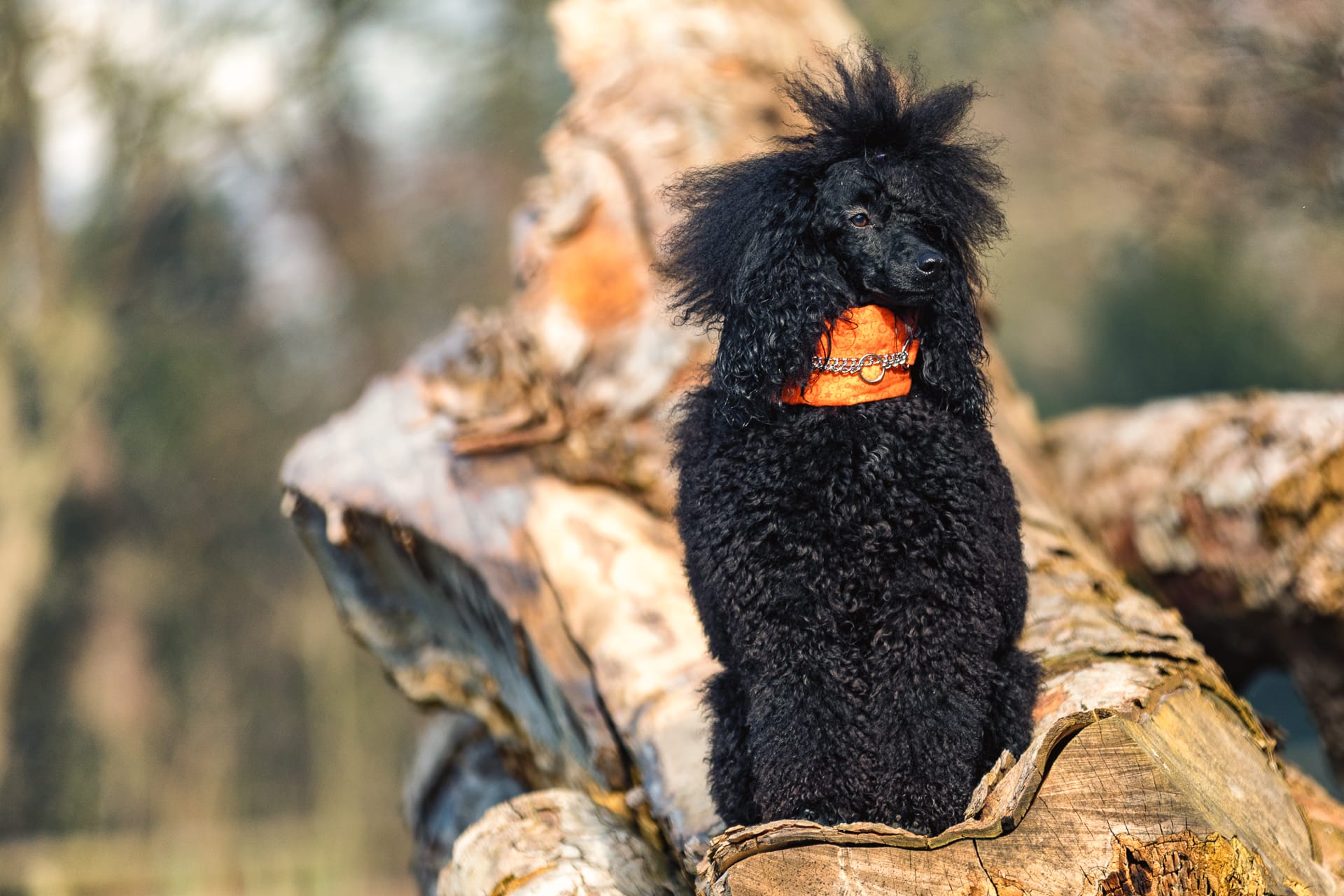 A dog photographed on location